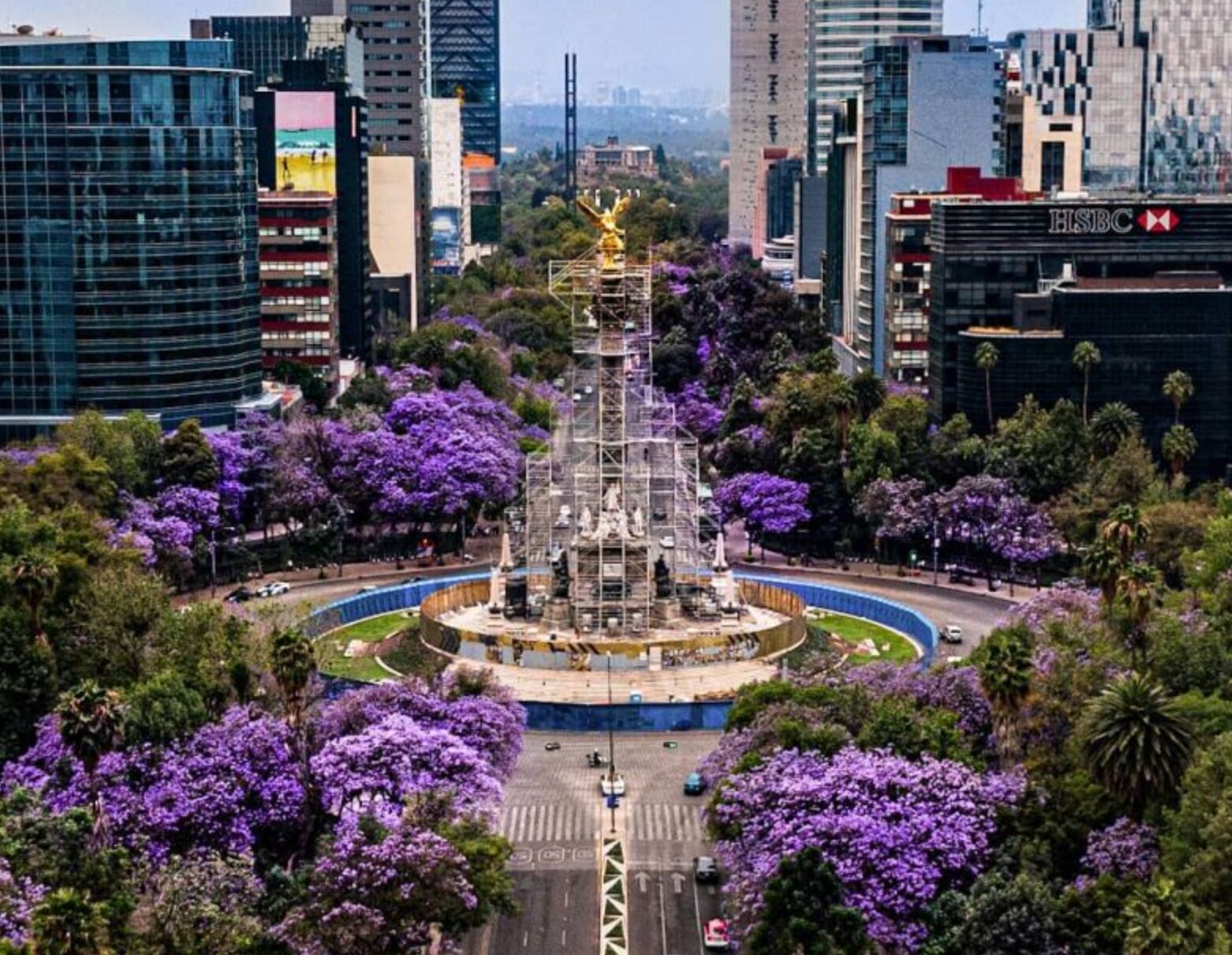 Te mostramos los mejores puntos de la ciudad para ver jacarandas